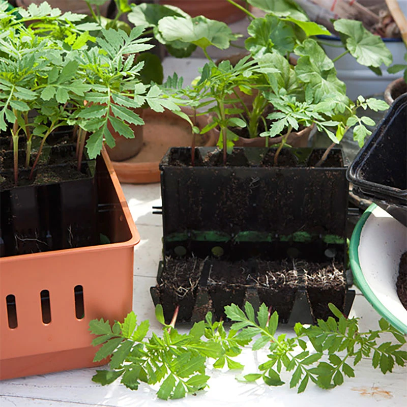 Minidrivhus Rootmaster, Brun 4 Minidrivhus Rootmaster, Brun - Image 2