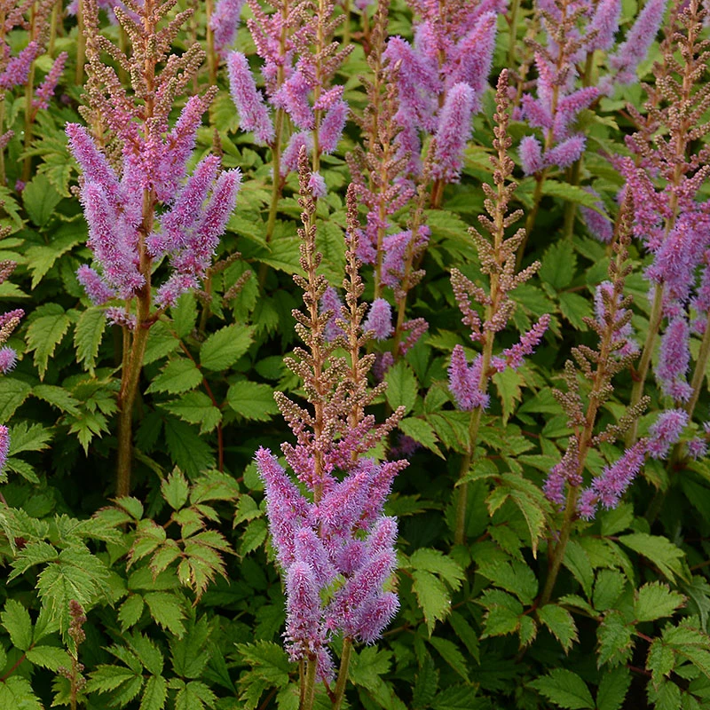 Dvärgastilbe, 3-pack 3 Dvärgastilbe, 3-pack