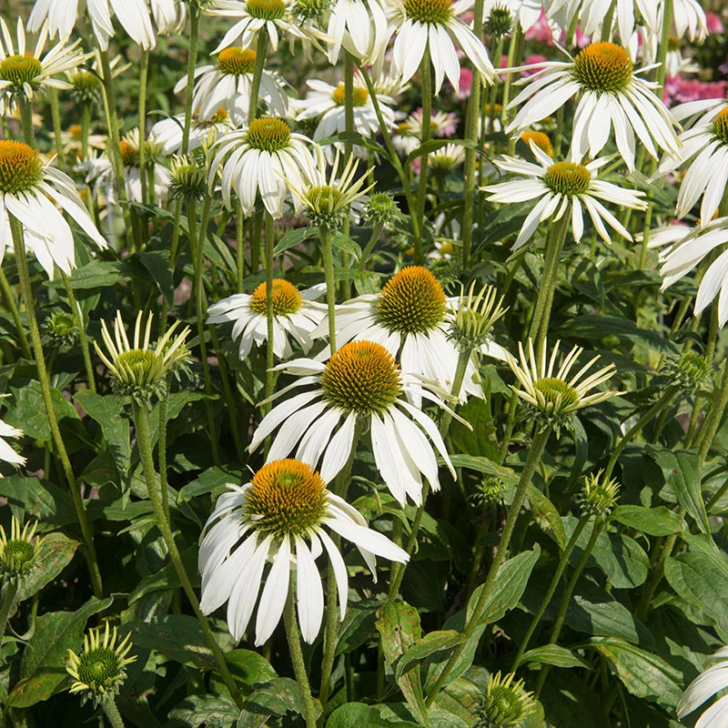 Röd Solhatt 'Alba', 3-pack 3 Röd Solhatt 'Alba', 3-pack