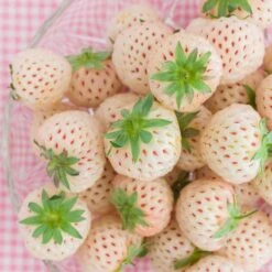 Smultron 'Snövit' 10-pack 5 Smultron 'Snövit' 10-pack -Elho Garden Shop skord av smultron snovit om