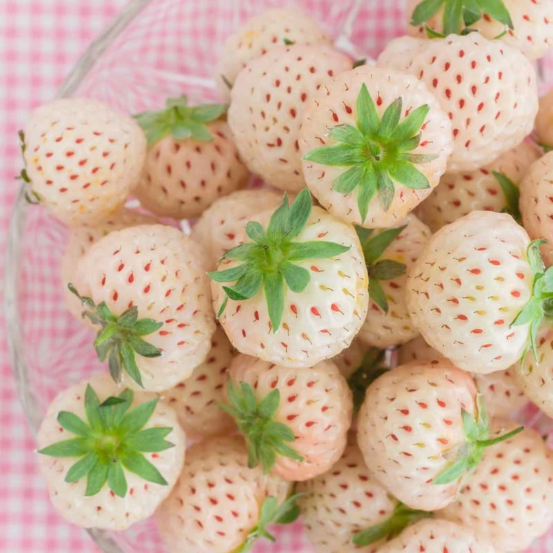 Smultron 'Snövit' 10-pack 4 Smultron 'Snövit' 10-pack - Image 2