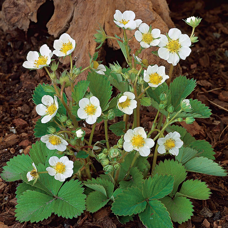 Smultron 'Snövit' 10-pack 3 Smultron 'Snövit' 10-pack