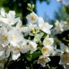Smultronschersmin 10-pack 1 Smultronschersmin 10-pack -Elho Garden Shop smultronschersmin philadelphus mont blanc 3
