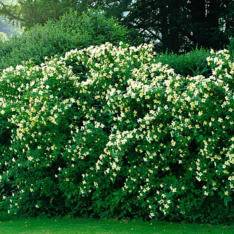 Smultronschersmin 30-50 Cm, 10-pack 4 Smultronschersmin 30-50 Cm, 10-pack - Image 2