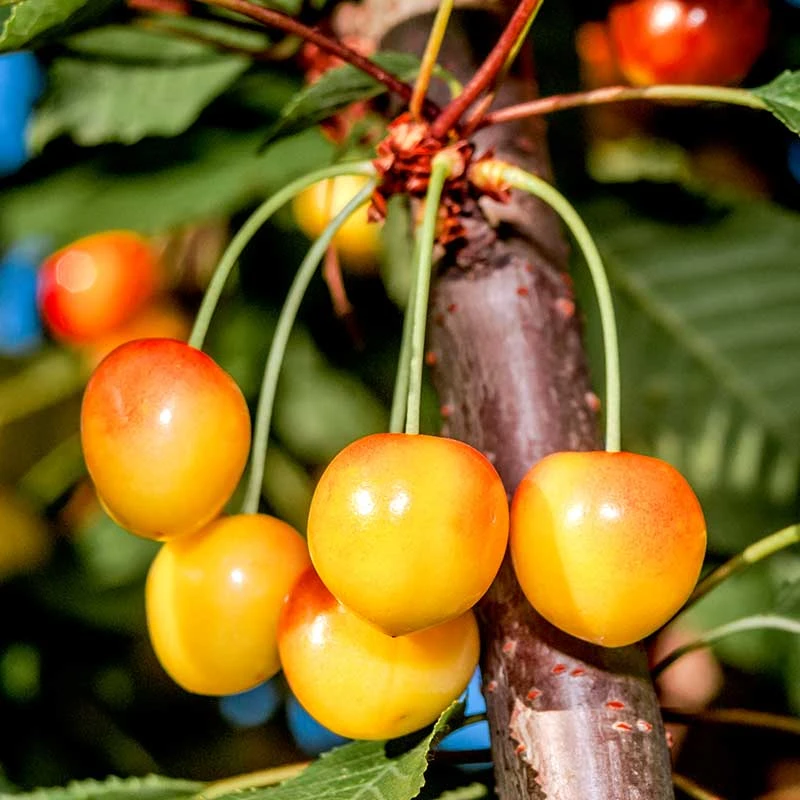 Sötkörsbär 'Büttners Späte Rote K.' 3 Sötkörsbär 'Büttners Späte Rote K.'