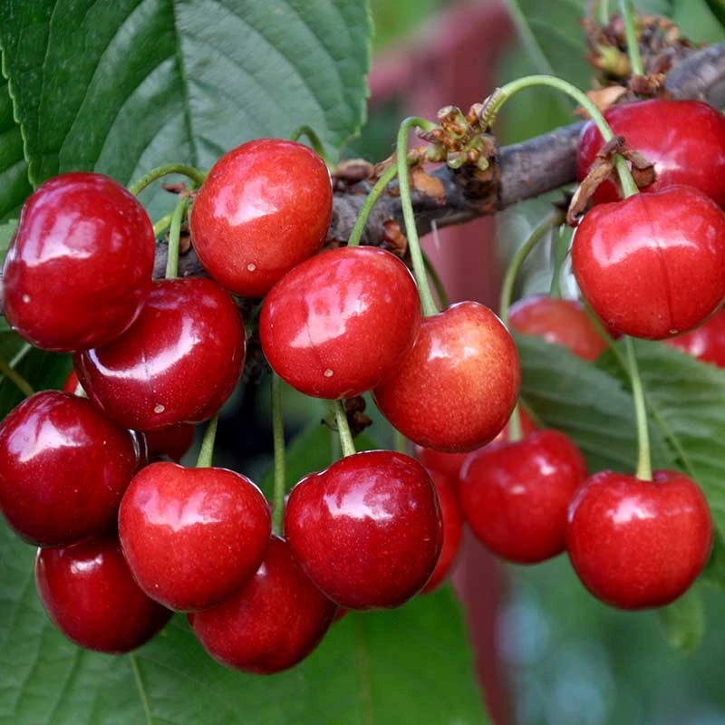 Sötkörsbär 'Gårdebo' 2 Sötkörsbär 'Gårdebo'