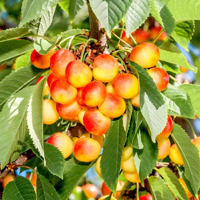 Sötkörsbär 'Heidi' - M Uppbindn 3 Sötkörsbär 'Heidi' - M Uppbindn
