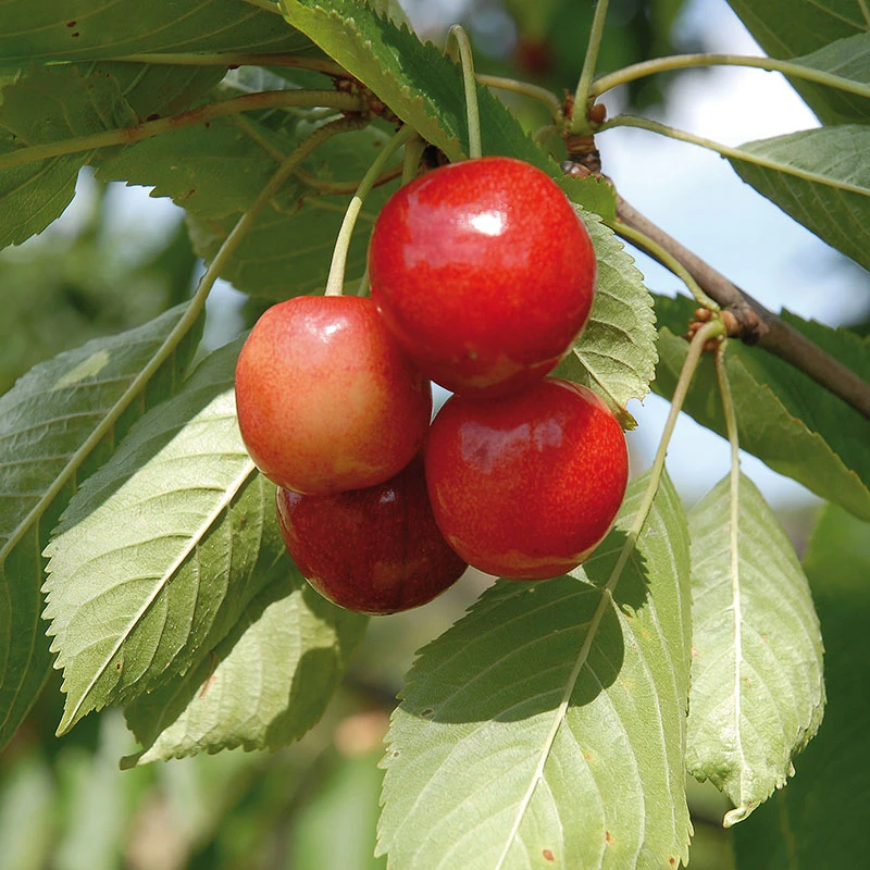 Sötkörsbär 'Merton Glory', Svagväxande 3 Sötkörsbär 'Merton Glory', Svagväxande
