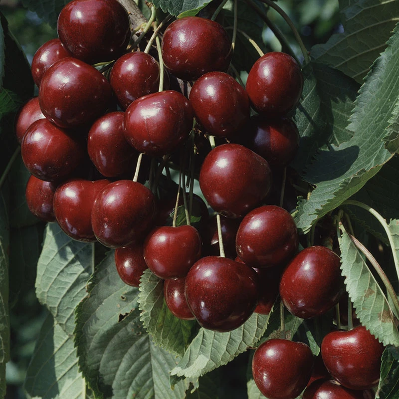 Sötkörsbär 'Sam' 3 Sötkörsbär 'Sam'