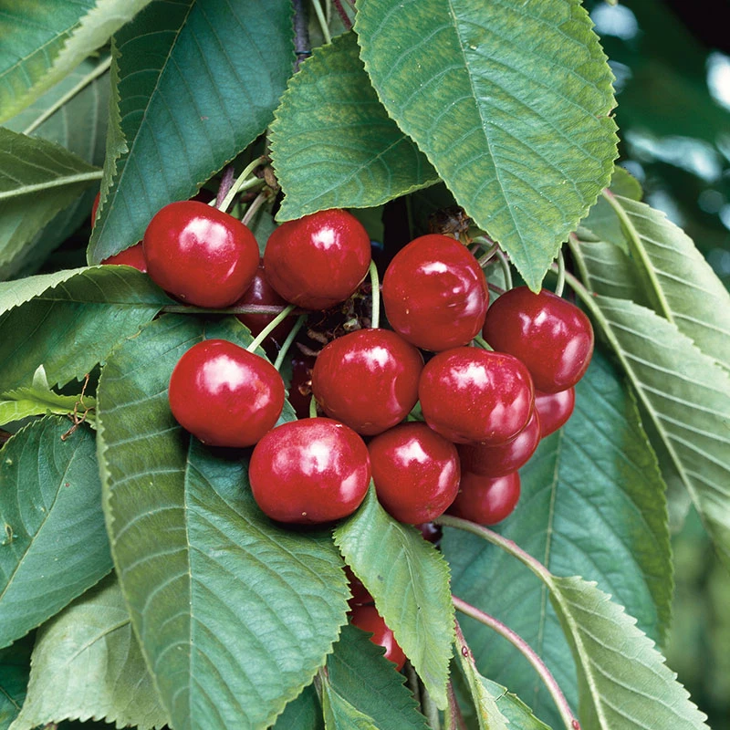 Sötkörsbär 'Stella', Svagväxande 3 Sötkörsbär 'Stella', Svagväxande