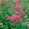 Rosenspirea 10-pack 1 Rosenspirea 10-pack -Elho Garden Shop stor rosenspirea spirea japonica froebelii