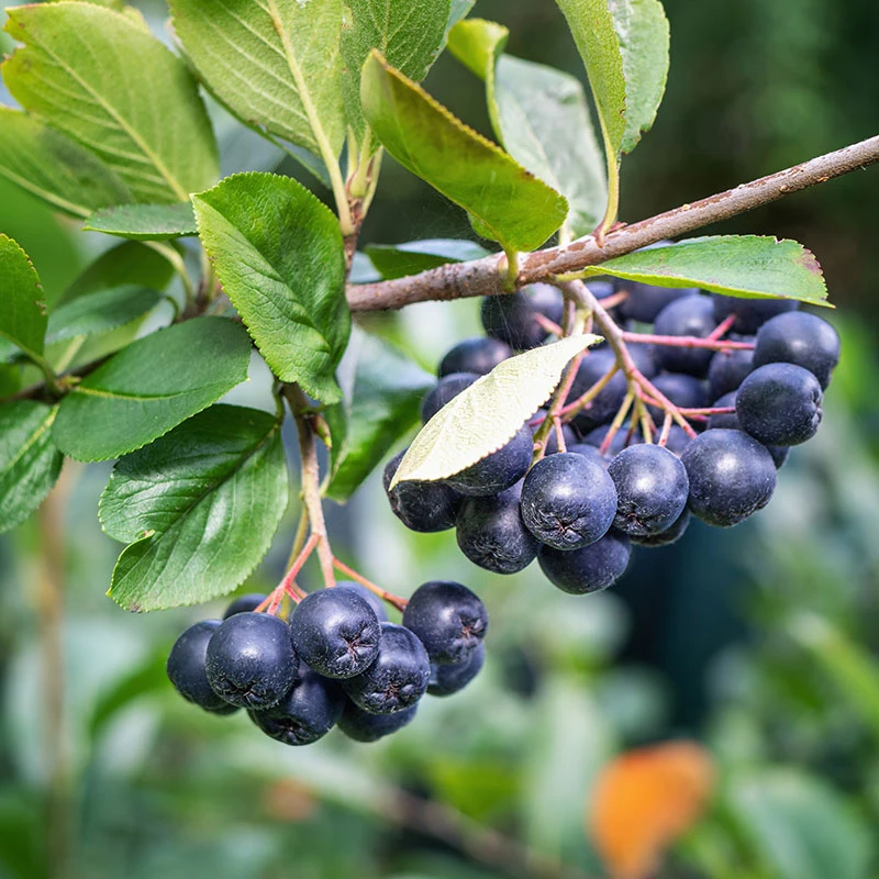 Svartaronia 'Hugin' 10-pack 4 Svartaronia 'Hugin' 10-pack - Image 2