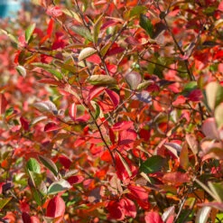 Svartaronia 'Hugin' 10-pack 7 Svartaronia 'Hugin' 10-pack -Elho Garden Shop svart aronia aronia melanocarpa hugin 2