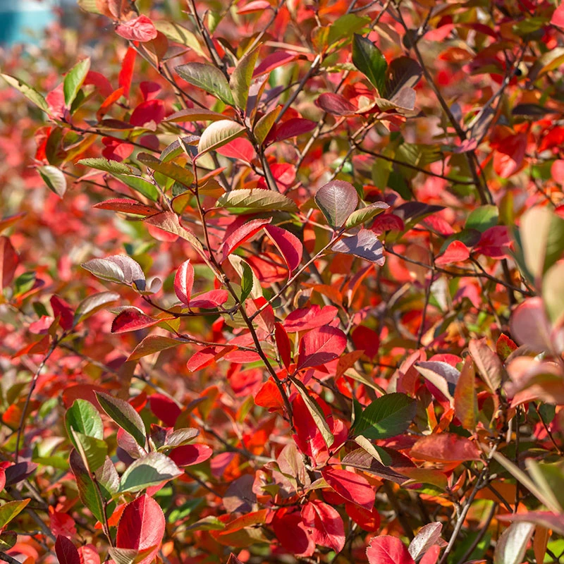 Svartaronia 'Hugin' 10-pack 5 Svartaronia 'Hugin' 10-pack - Image 3