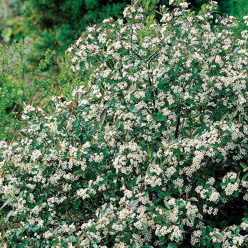 Svartaronia 'Hugin' 10-pack 3 Svartaronia 'Hugin' 10-pack