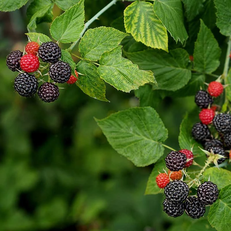 Svarthallon 'Black Jewel', 1-pack 4 Svarthallon 'Black Jewel', 1-pack - Image 2