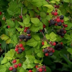 Svarthallon 'Black Jewel', 5-pack 7 Svarthallon 'Black Jewel', 5-pack -Elho Garden Shop svart hallon black jewel 3 1