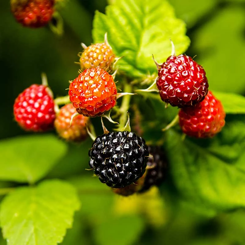 Svarthallon 'Black Jewel', 10-pack 3 Svarthallon 'Black Jewel', 10-pack