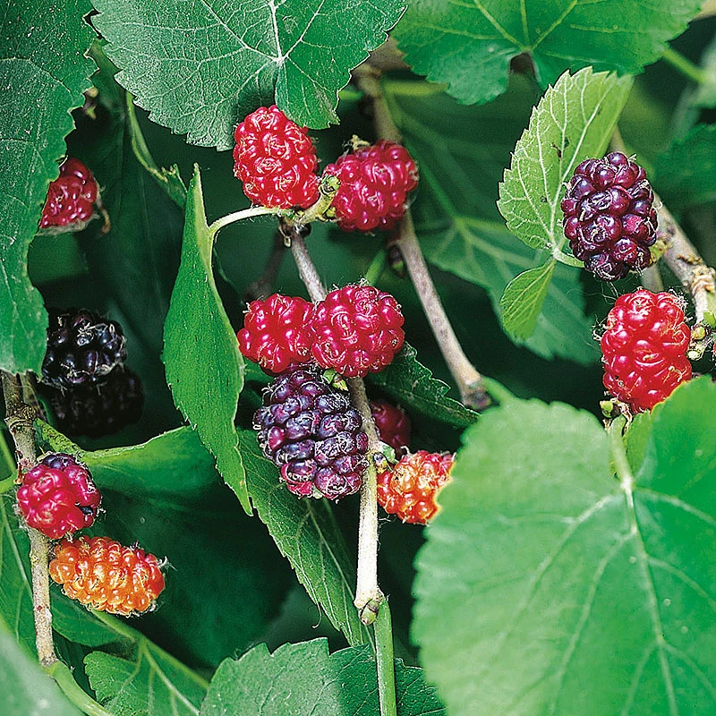 Svart Mullbär 3 Svart Mullbär