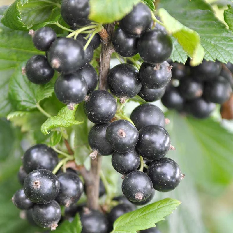 Svarta Vinbär 'Narve Viking' E, 1-pack 3 Svarta Vinbär 'Narve Viking' E, 1-pack