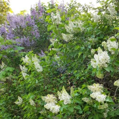 Syren 'Alba' 30-50 Cm, 5-pack 9 Syren 'Alba' 30-50 Cm, 5-pack -Elho Garden Shop syrenhack med bla och vita syrener 3