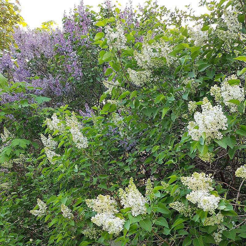 Syren 'Alba' 30-50 Cm, 5-pack 6 Syren 'Alba' 30-50 Cm, 5-pack - Image 4