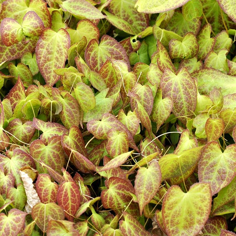 Taggig Sockblomma 'Frohnleiten', 3-pack 4 Taggig Sockblomma 'Frohnleiten', 3-pack - Image 2