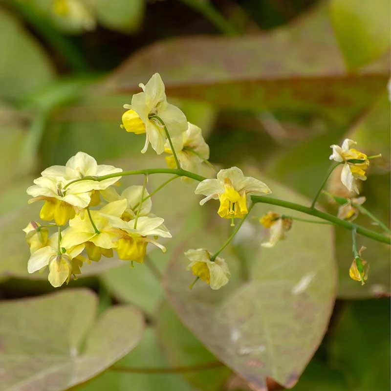 Taggig Sockblomma 'Frohnleiten', 3-pack 3 Taggig Sockblomma 'Frohnleiten', 3-pack