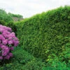 Tuja 'Smaragd' 80-100 Cm, 10-pack 1 Tuja 'Smaragd' 80-100 Cm, 10-pack -Elho Garden Shop thuja occidentalis smaragd hackvaxt 1