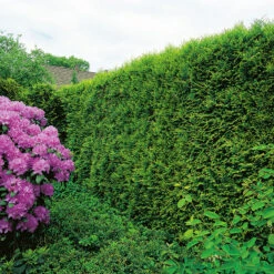 Tuja 'Smaragd' 80-100 Cm, 100-pack