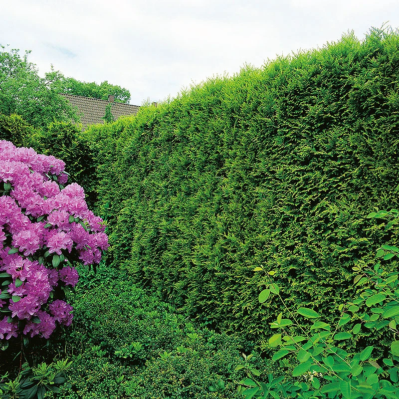 Tuja 'Smaragd' 80-100 Cm, 100-pack 3 Tuja 'Smaragd' 80-100 Cm, 100-pack