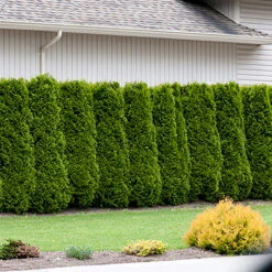 Thuja Brabant 100-125 Cm, 100-pack 8 Thuja Brabant 100-125 Cm, 100-pack -Elho Garden Shop thujahack 2