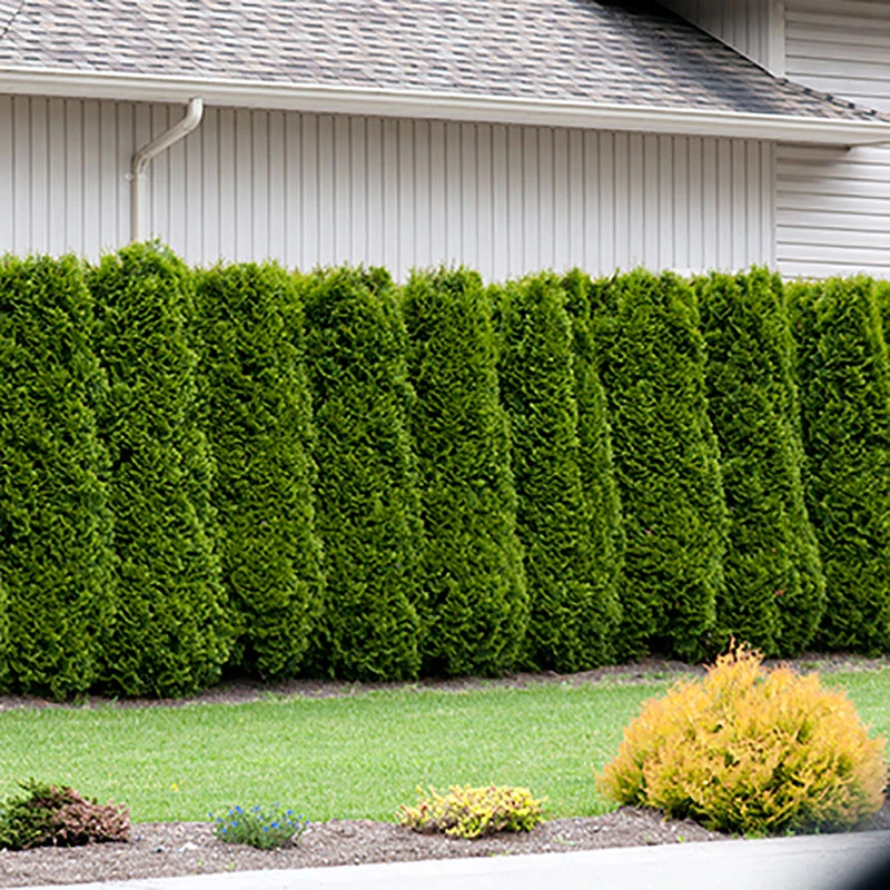 Thuja Brabant 100-125 Cm, 100-pack 5 Thuja Brabant 100-125 Cm, 100-pack - Image 3