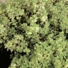 Citrontimjan, 6-pack 2 Citrontimjan, 6-pack -Elho Garden Shop thymus citridorus aureus citrontimjan