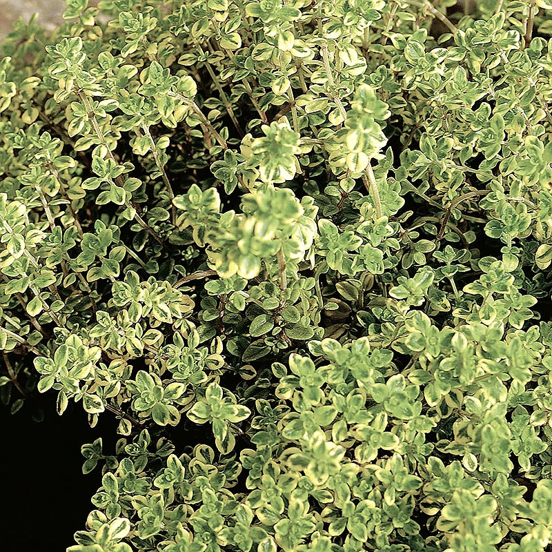 Citrontimjan, 6-pack 3 Citrontimjan, 6-pack