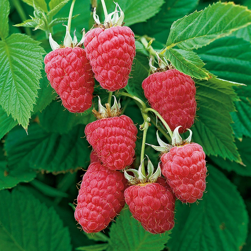 Trädgårdshallon 'Glen Prosen' 3 Trädgårdshallon 'Glen Prosen'