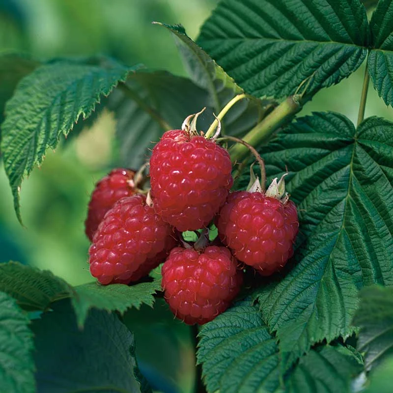 Trädgårdshallon 'Heritage', 1-pack 3 Trädgårdshallon 'Heritage', 1-pack