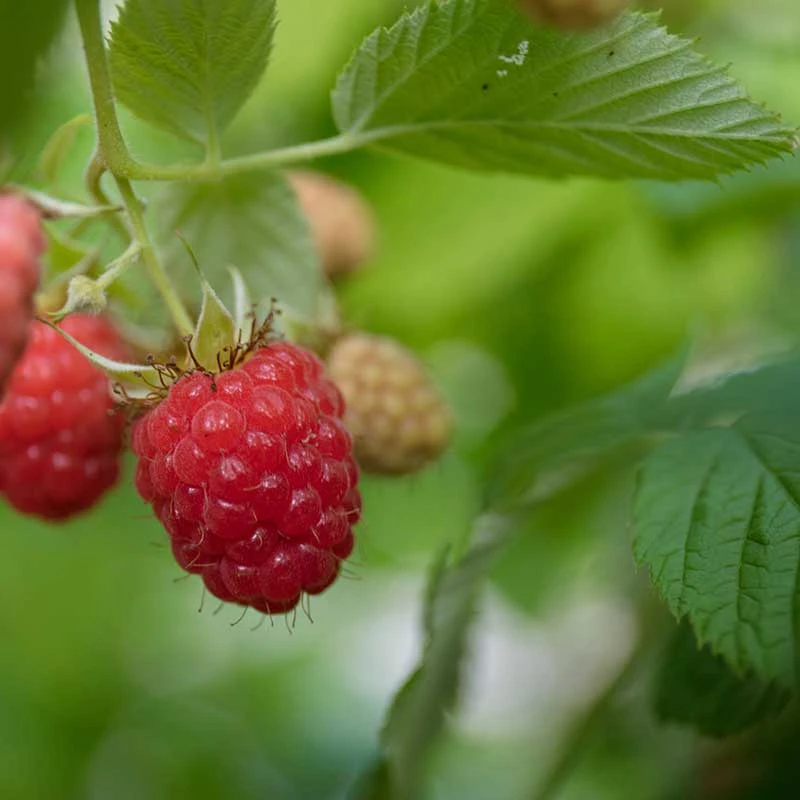 Trädgårdshallon 'Ottawa', 1-pack 3 Trädgårdshallon 'Ottawa', 1-pack