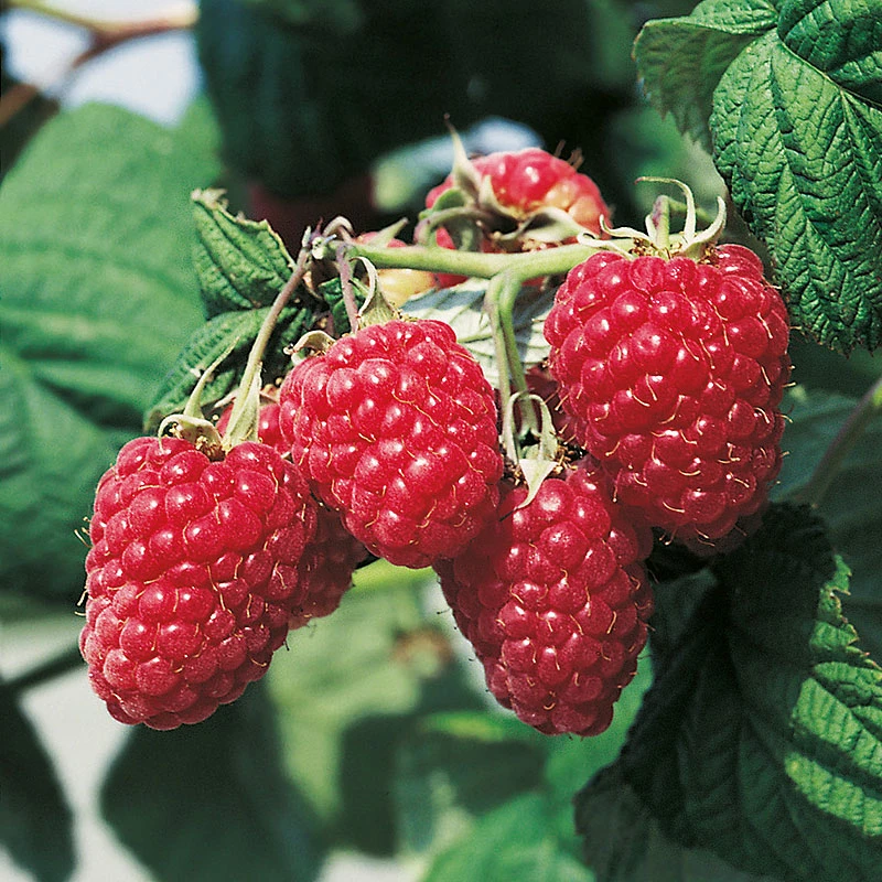 Trädgårdshallon 'Preussen' 3 Trädgårdshallon 'Preussen'