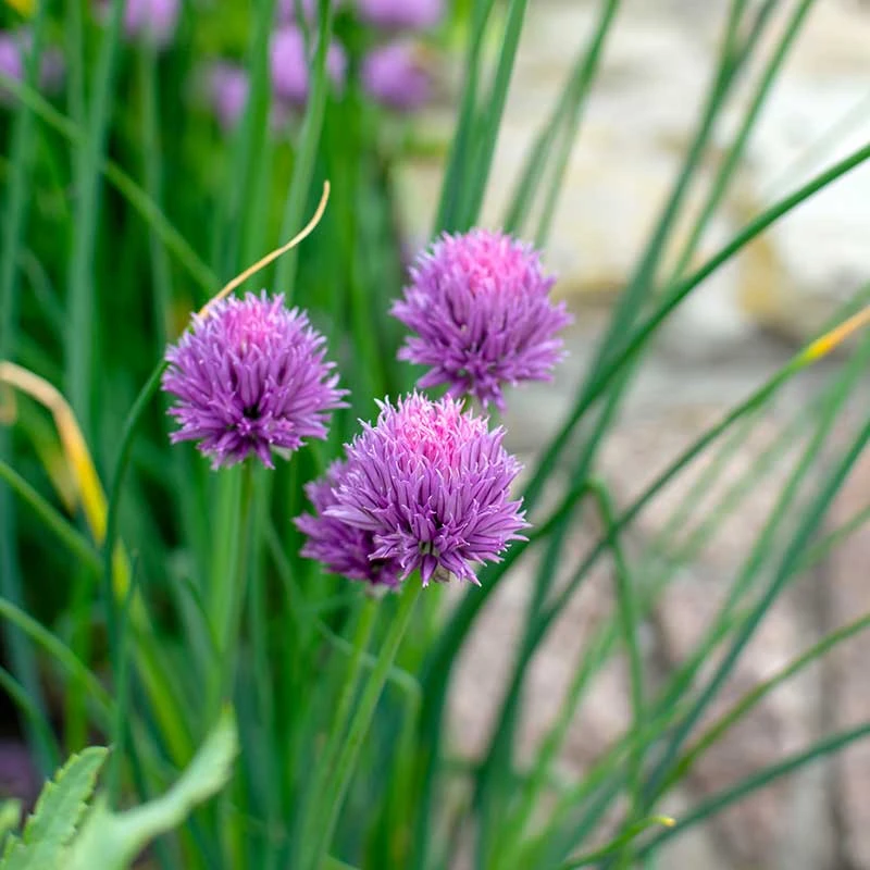 Trädgårdskantlök 'Millenium', 3-pack 4 Trädgårdskantlök 'Millenium', 3-pack - Image 2