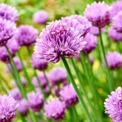 TrÀdgÄrdskantlök 'Millenium', 3-pack