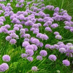 Trädgårdskantlök 'Millenium', 3-pack 7 Trädgårdskantlök 'Millenium', 3-pack -Elho Garden Shop tradgardskantlok millinium 3