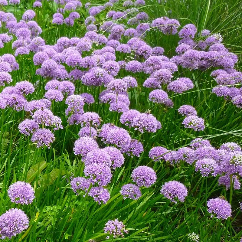 Trädgårdskantlök 'Millenium', 3-pack 5 Trädgårdskantlök 'Millenium', 3-pack - Image 3