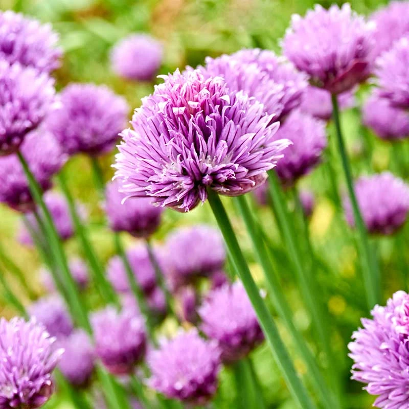 Trädgårdskantlök 'Millenium', 3-pack 3 Trädgårdskantlök 'Millenium', 3-pack