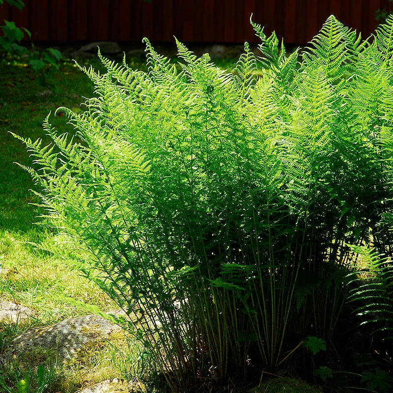 Träjon, 3-pack 3 Träjon, 3-pack