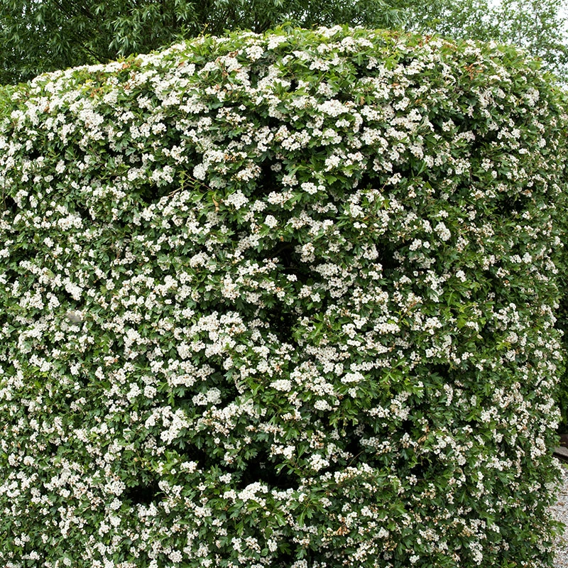 Trubbhagtorn, 50-80 Cm 100-pack 4 Trubbhagtorn, 50-80 Cm 100-pack - Image 2