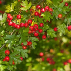 Trubbhagtorn, 50-80 Cm 10-pack 7 Trubbhagtorn, 50-80 Cm 10-pack -Elho Garden Shop trubbhagtorn 50 80 cm 3 1