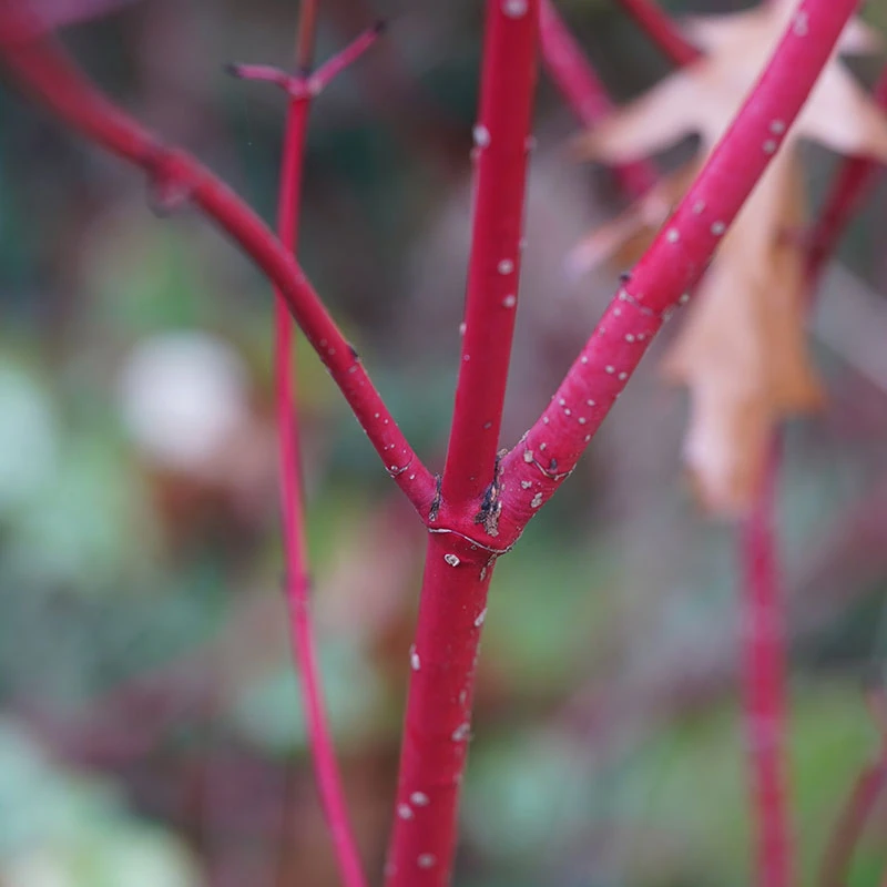 Videkornell 'Farba' E, 10-pack 5 Videkornell 'Farba' E, 10-pack - Image 3