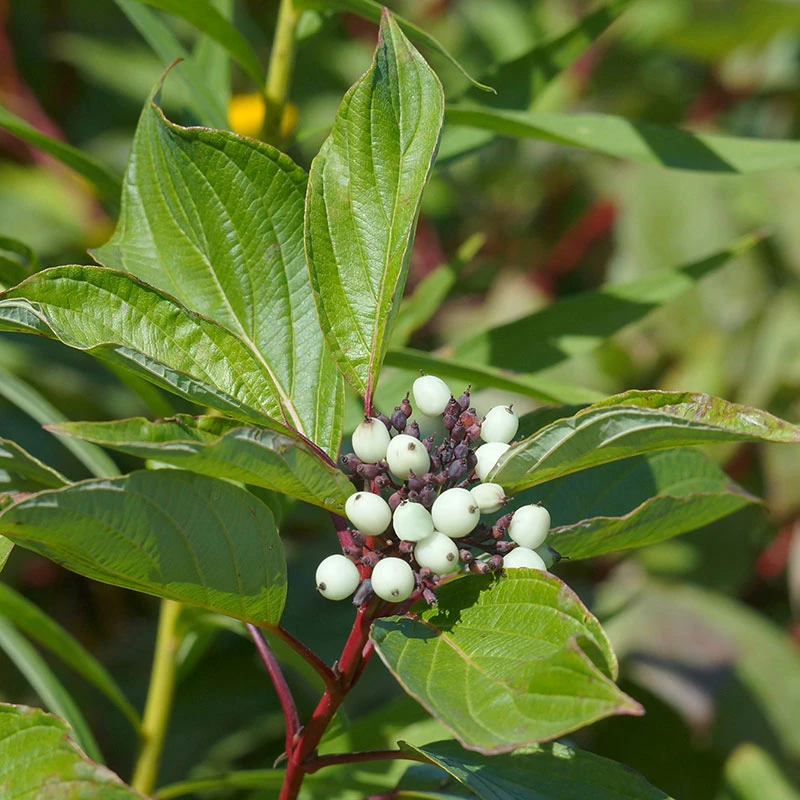 Videkornell 'Farba' E, 10-pack 3 Videkornell 'Farba' E, 10-pack