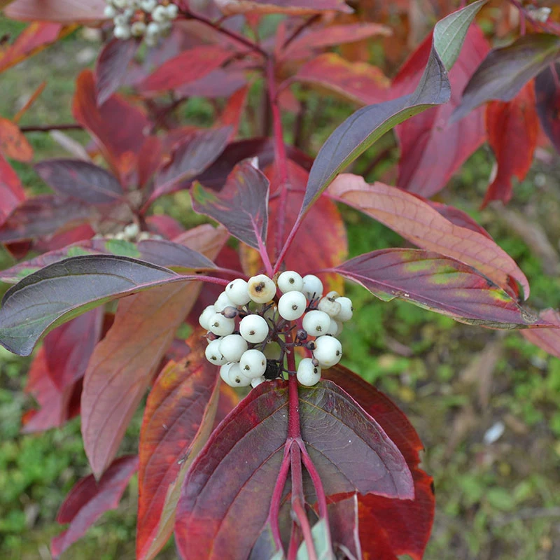 Videkornell 'Farba' E, 10-pack 4 Videkornell 'Farba' E, 10-pack - Image 2